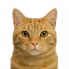 Эмодзи котейки
