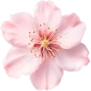 Эмодзи Flowers
