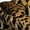 🐆