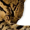 🐆