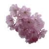 🌸