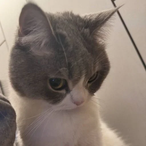Эмодзи Animals memes