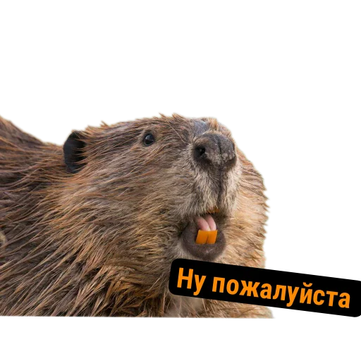 Эмодзи Бобры Милашки