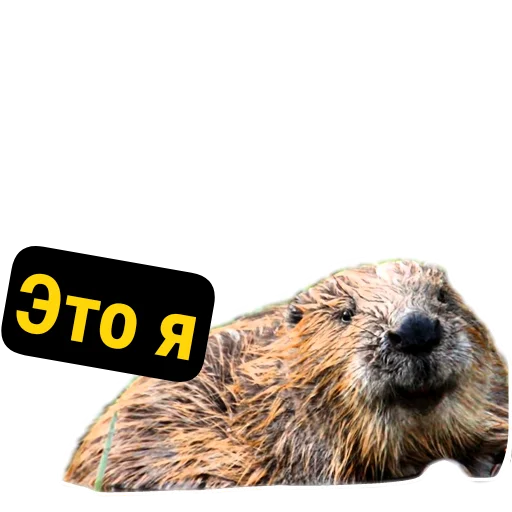 Эмодзи Бобры Милашки