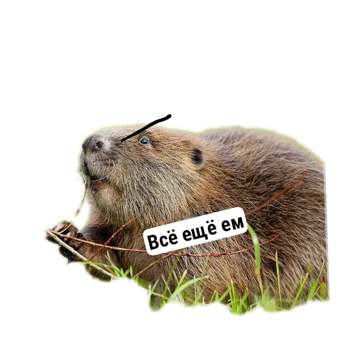 Эмодзи Бобры Милашки