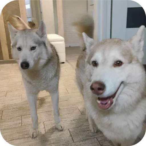 Эмодзи Бублик Бандит Коржик Кекс