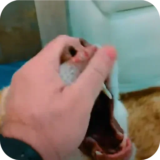 Эмодзи Бублик Бандит Коржик Кекс