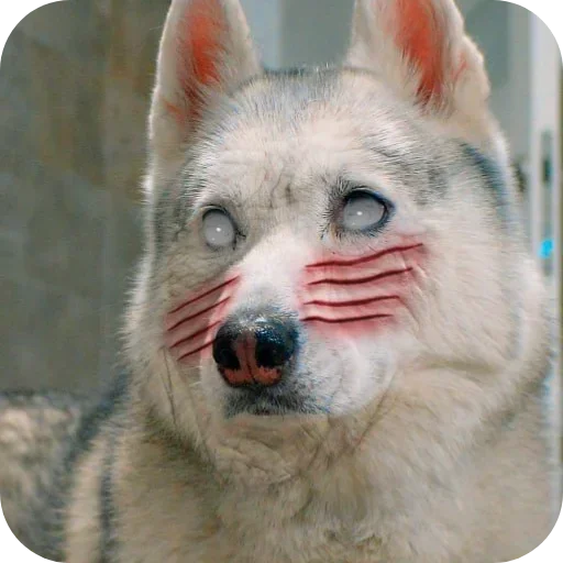 Эмодзи Бублик Бандит Коржик Кекс