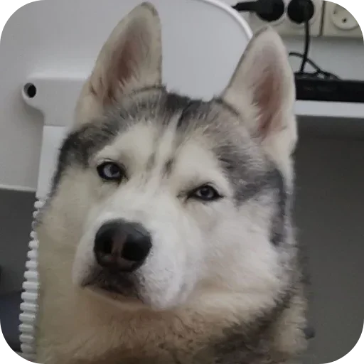 Эмодзи Бублик Бандит Коржик Кекс