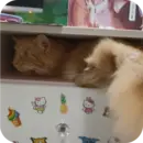 🐱