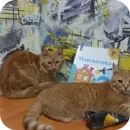Эмодзи котики