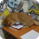 Эмодзи котики
