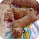 Эмодзи котики