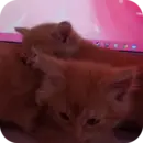 Эмодзи котики