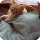 Эмодзи котики