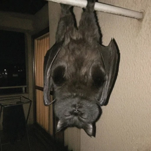 Эмодзи Котики