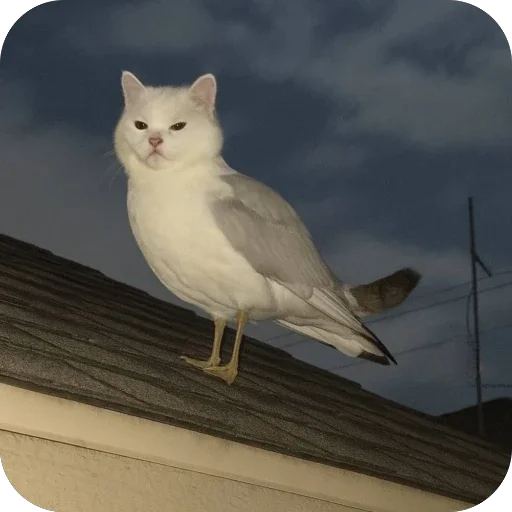 Эмодзи Котики
