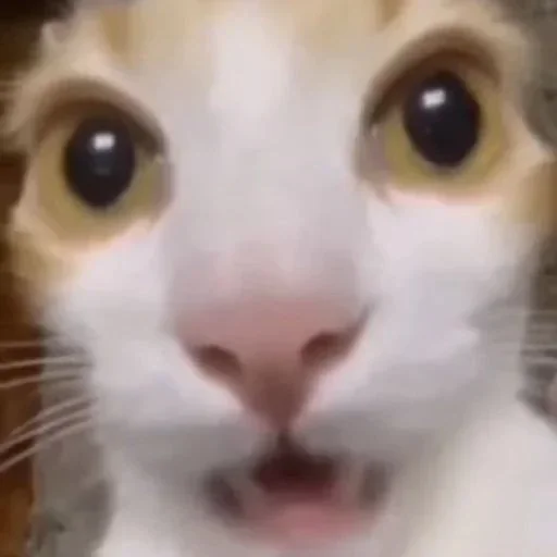 Эмодзи kitties