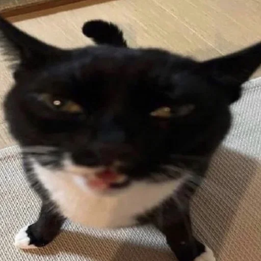 Эмодзи kitties