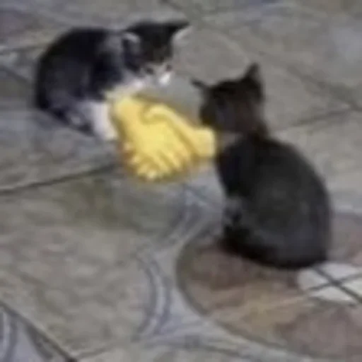 Эмодзи kitties