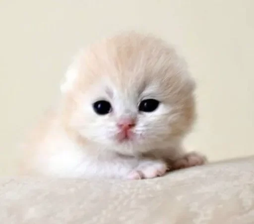 Эмодзи смішні котики