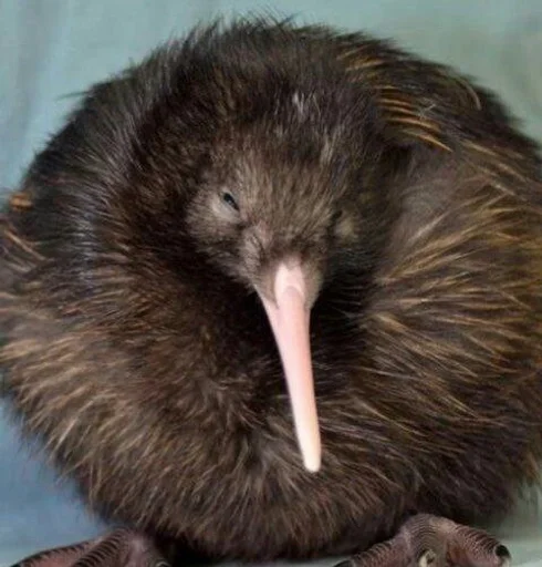 Эмодзи Киви