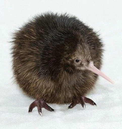 Эмодзи Киви