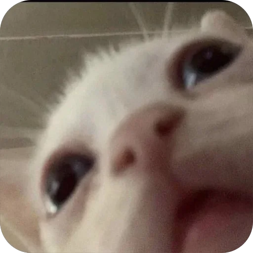 Эмодзи КОТИКИ