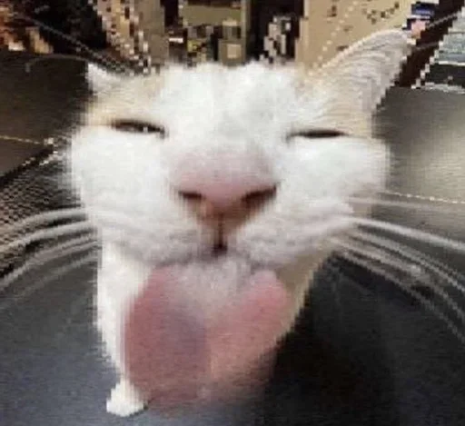 Эмодзи Коты Япи