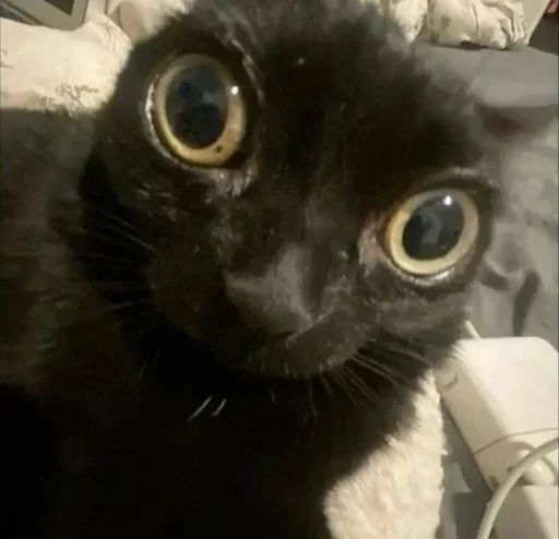 Эмодзи Коты Япи