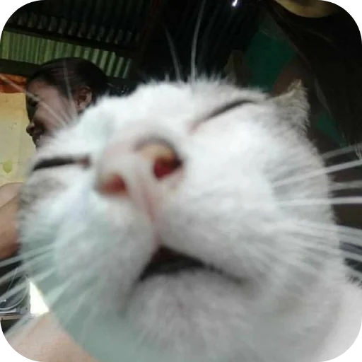 Эмодзи Котятки