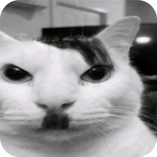 Эмодзи Котятки