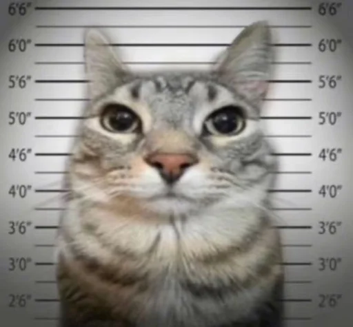 Эмодзи Cats