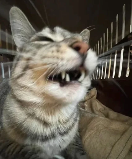 Эмодзи Cats