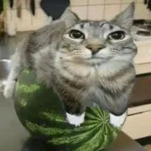 Эмодзи Cats