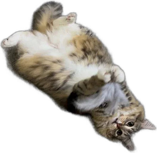 Эмодзи Luna the Oriental Cat