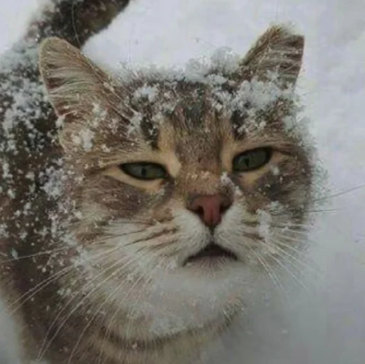 Эмодзи нг котики