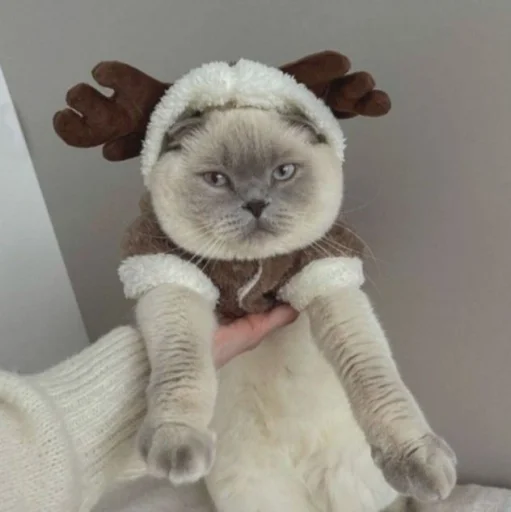 Эмодзи нг котики