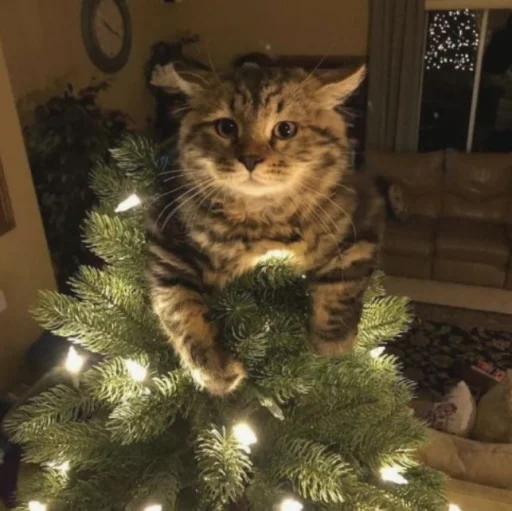 Эмодзи нг котики