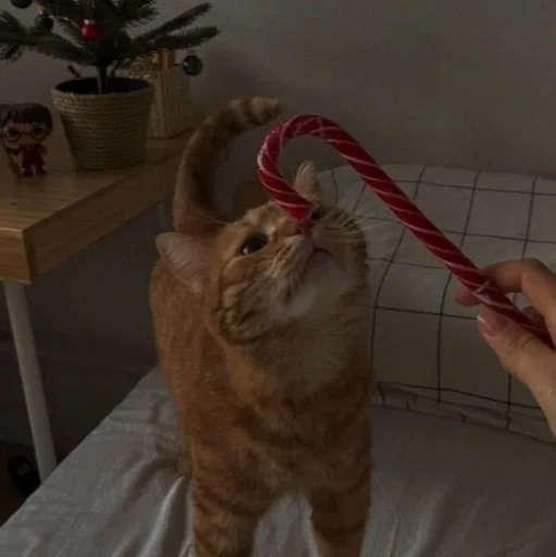 Эмодзи нг котики