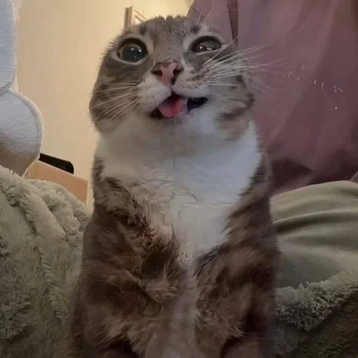 Эмодзи Ригби Кот