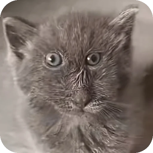 Эмодзи Серый котик