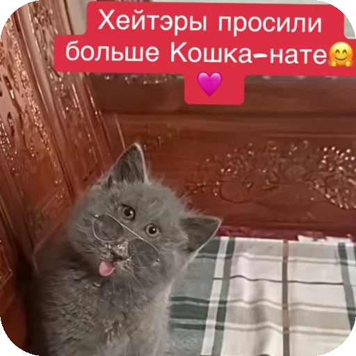 Эмодзи Серый котик