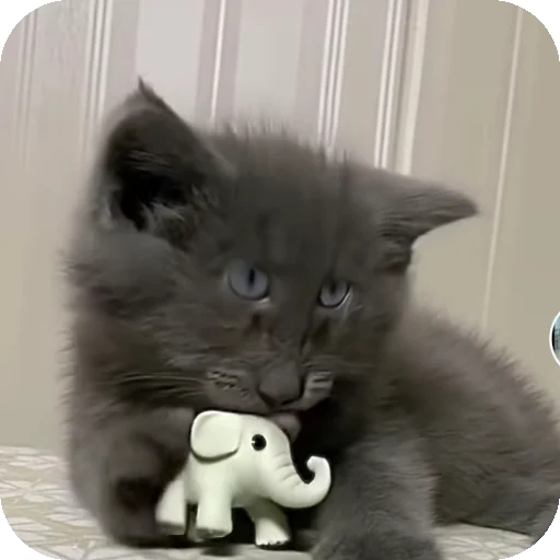 Эмодзи Серый котик