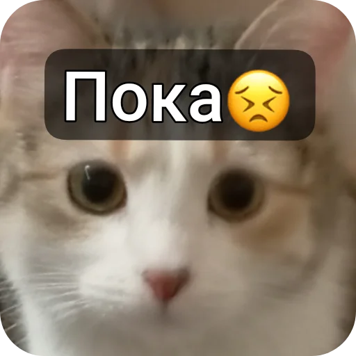 Эмодзи котики