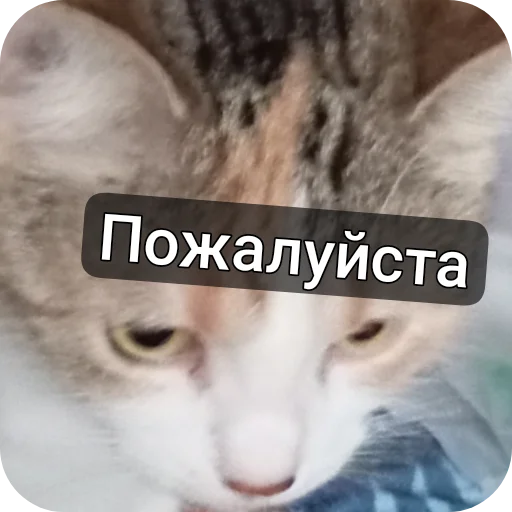 Эмодзи котики