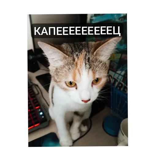 Эмодзи котики