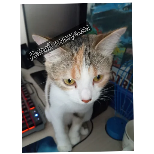 Эмодзи котики