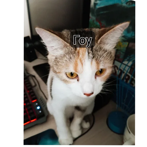 Эмодзи котики