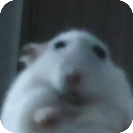 Эмодзи Хомячки